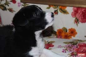 ucretsiz kopek sahiplenme ilanlari kopek beagle yavru kopek