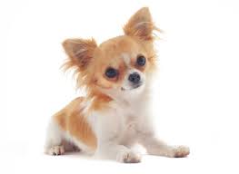 Earn points & unlock badges learning, sharing & helping adopt. Chihuahua Puppies For Sale In Florida From Top Breeders