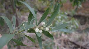 Image result for Acacia melanoxylon