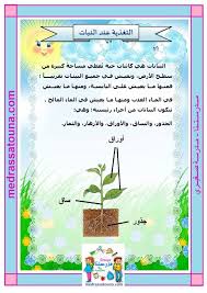التغذية عند النبات مدرستنا
