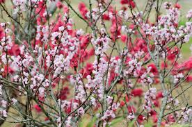 12 months symbols & meanings. Peach Tree Of Red Flowers Of Peach Trees And White Flowers Stock Photo Picture And Royalty Free Image Image 42628602