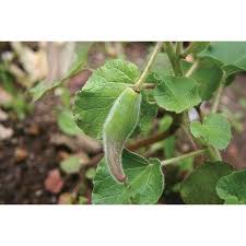 See more ideas about tree seeds, seeds, plants. Unicorn Plant