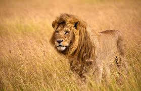 Add to comparison vehicle added to comparison add vehicle configuration to comparison vehicle. Lowe African Special Tours