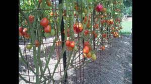 They are determinate tomatoes that grow up to 1 m tall, suitable choice for gardeners with limited space. 2014 Roma Tomato Harvest Youtube