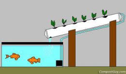 Aquaponics Unsustainable Flaw Our Edible Suburb