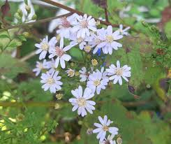 Image result for Craspedorhachis