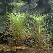 Image result for Eriocaulon