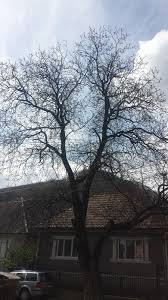 Practic, din cele peste 80 de hectare de spatiu verde vor mai ramane doar in. Si Primaria Feldru A Pus Gand Rau Copacilor De Ce Vrea AdministraÅ£ia Locala Sa Taie Un Nuc Batran