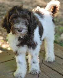Black And White Parti Aussiedoodle Tiramisu Of Ivy Hill Chocolate And White Parti Labradoodle Labradoodle Crazy Dog Lady Purple Dog Collar