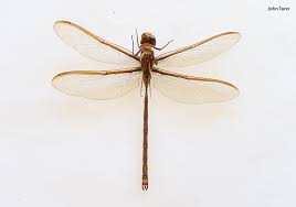 A goliath beetle from tropical africa, weights in at 3 1/2 ounces. World S Fastest Ant Gallops Into The Record Books Clocking 20 Times Usain Bolt S Top Speed Guinness World Records