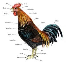 Hackle Chicken Google Search Chicken Anatomy Rooster Natural Poultry