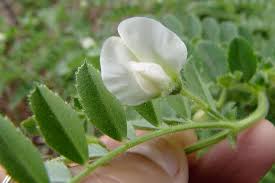 Image result for Cicer arietinum