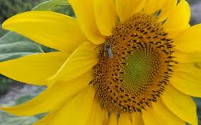 Maybe you would like to learn more about one of these? Oh The Mistakes I Ve Made Thinking Flowers Were For Girls Greg Alder S Yard Posts Southern California Food Gardening