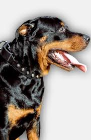 Buy Rottweiler Leather Collar With Nickel Plated Pyramids