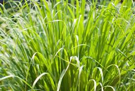 Maybe you would like to learn more about one of these? Is Lemongrass Mosquito Repellent Conserve Energy Future