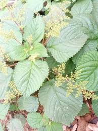 Image result for Elatostema paivaeanum