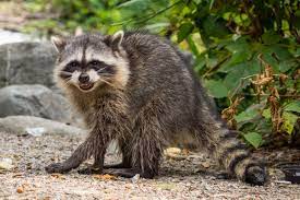 Nocturnal animals are more active at night than during the day. What Does A Raccoon Sound Like Terminix