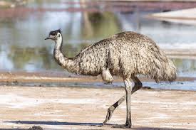 Google play store and apple app storehouse an innumerable number of applications. 8 Amazing Emu Facts