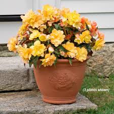 Image result for Begonia poculifera
