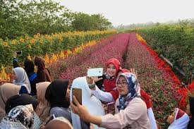 Address, phone number, taman bunga nusantara reviews taman bunga nasional is one of the most beautiful garden in indonesia and it must include into your. Wisata Kekinian Taman Bunga Bpi Spot Instagramable Hits Di Pandeglang