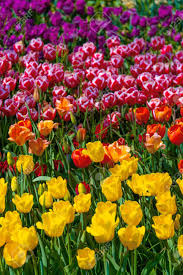 /u/ugleh and others have a customizable wallpaper changer for your computer or android device! Aesthetics Wallpaper Flowers Tulip Mix Bloom Background Spring Summer Vibes Stock Photo Picture And Royalty Free Image Image 148838959