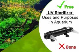 Uv Sterilizer Uses And Purposes In Aquarium Shrimp And Snail Breeder