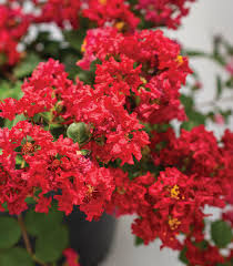 Natchez crepe myrtle trees are popular in the south and can even be grown in the north as bushes. New Compact Crapemyrtles Bring Big Color To Small Spaces Horticulture