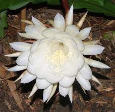 Moon Flower Very Rare Rare Flowers Unusual Flowers Strange Flowers