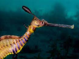 Underwater Photographer Pt Hirschfield S Gallery Pt Hirschfield S Competition Entries Weedy Sea Dragon At Weedy Sea Dragon Sea Dragon Underwater Photographer