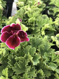 Image result for Geranium vagans