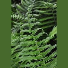 Image result for Thelypteris confluens