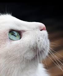 Pinned onto cat collarsboard in cat accessories category. Cat Collars Australia Kitten Safety Collars Hamish Mcbeth