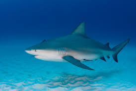 Find images of tiger shark. 11 Facts About Bull Sharks Mental Floss
