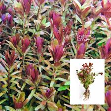 Image result for Rotala fontinalis