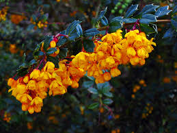 Image result for Berberis darwinii