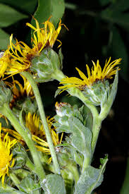 Image result for Nidorella vernonioides