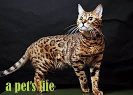 Although there are no true hypoallergenic cat breeds, some might be less likely to cause allergies than others. Non Shedding Cats A Pet S Life Magazine