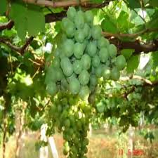 Jenis dan macam akar tumbuhan. Pohon Anggur Hijau Cocok Di Suhu Panas U Shopee Indonesia