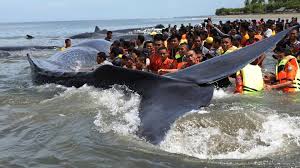 Fenomena paus sperma yang meledak paus yang meledak (exploding whale) atau tepatnya bangkai paus yang meledak. Muntahan Paus Peneliti Lipi Jangan Ada Perburuan Paus Sperma Tekno Tempo Co