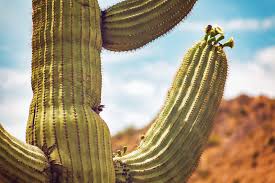 Maybe you would like to learn more about one of these? San Pedro Kaktus Pflanzliche Drogen Hanf Magazin