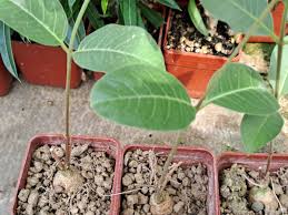 Image result for Raphionacme lanceolata