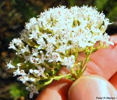 Image result for Selago lacunosa