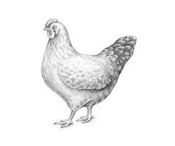 In this drawing lesson we'll show you how to draw a chicken in 6 easy steps. How To Draw A Chicken And A Rooster