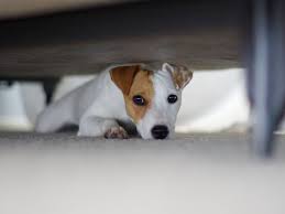 Fear reactions scare me though because i'm afraid it can escalate quickly into something bigger and harder to manage. Common Fears And Phobias In Dogs