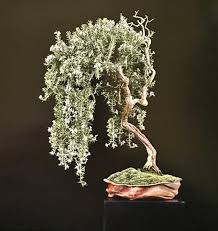 Image result for rosemary bonsai
