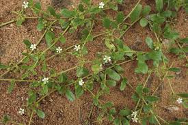 Image result for Limeum