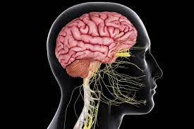 The central nervous system (cns) is that portion of the vertebrate nervous system that is composed of the brain and spinal cord. The Central Nervous System In Your Body