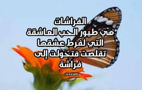 كلام جميل عن الفراشات ليدي بيرد