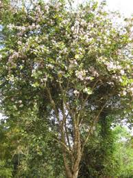 Image result for Bauhinia purpurea