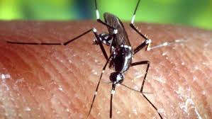In belgium, france, greece, and spain there are new areas where aedes albopictus is present and in. Klein Und Aggressiv Tigermucke In Furth Lasst Sich Nicht Mehr Ausrotten Furth Nordbayern